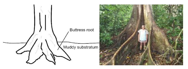 buttress roots