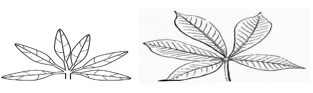 compound digitate leaves