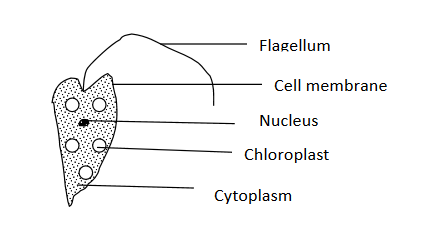 euglena 1