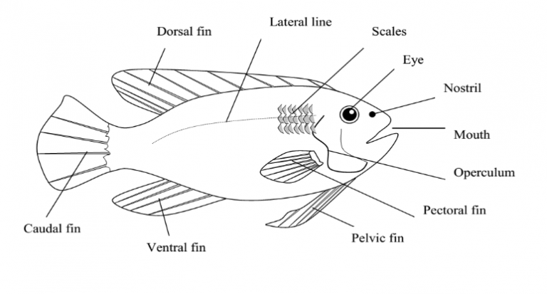 O level Biology NOTES Uganda syllabus - 2022 revisionug.com