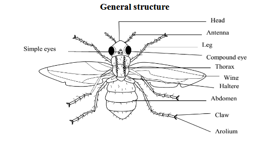 the-house-fly-revisionug