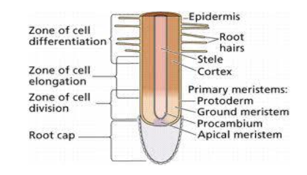 internal structure of a root
