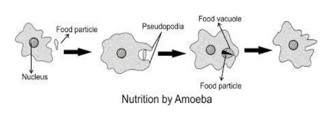 nutrition