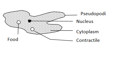 structure of aamoeba