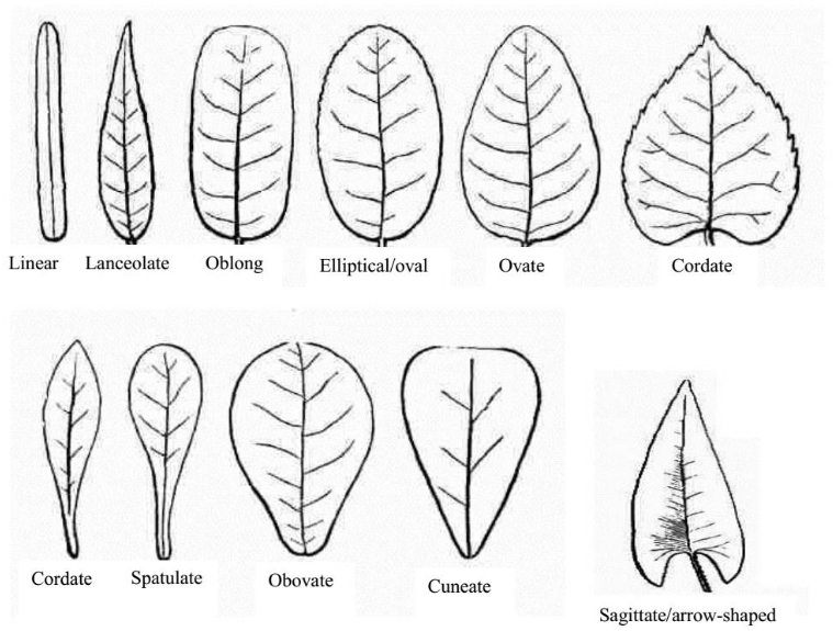 types of leaves