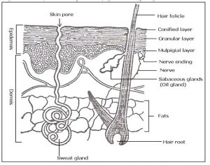 EXCRETORY SYSTEM - 2024 revisionug.com