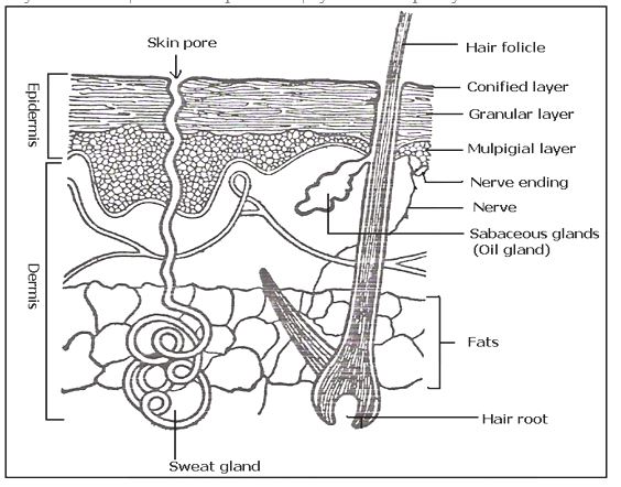 EXCRETORY SYSTEM - 2024 revisionug.com