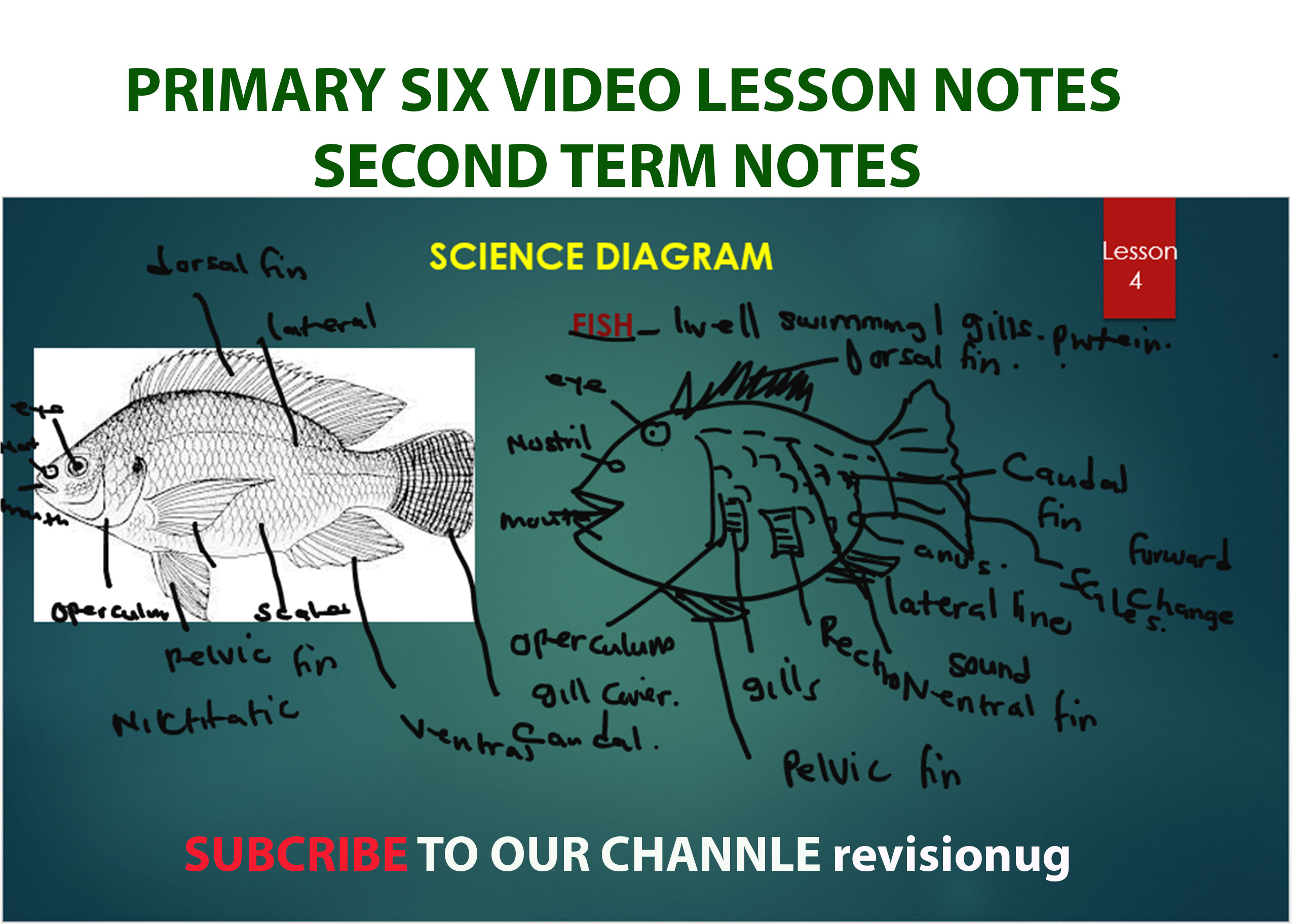 Primary six p6 science notes second term