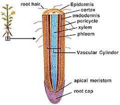 How is water absorbed into the root hair cell? - Quora