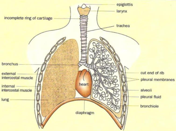 Gaseous exchange in birds - revisionug.com